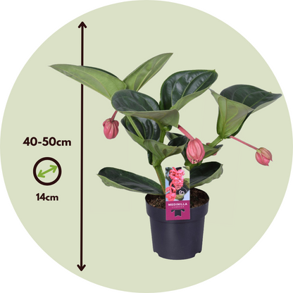 Medinilla De Flor Rosa - Medinilla Magnifica - Altura 40-50cm - ⌀14cm_2