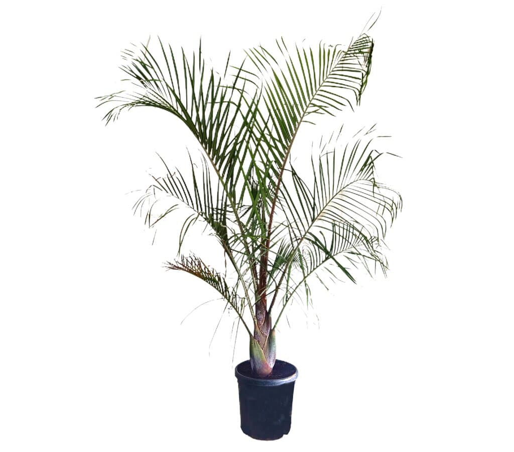 Neodypsis Decarii M32 160-180cm_0