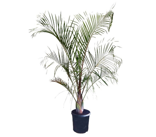 Neodypsis Decarii M32 160-180cm_0