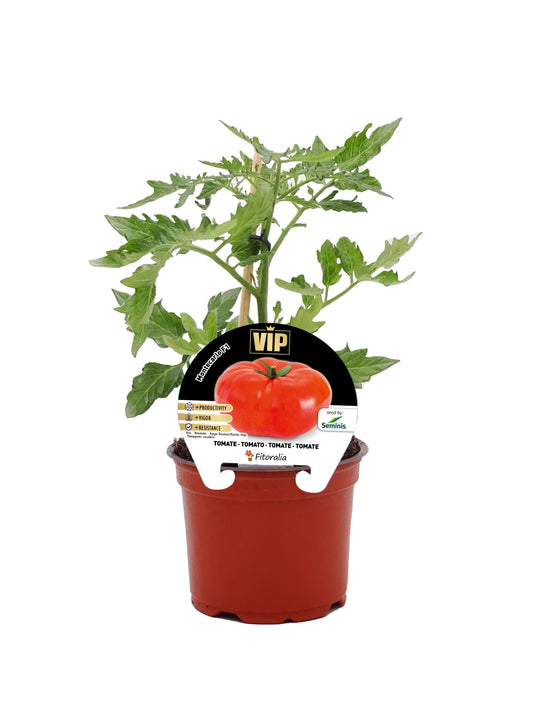 Pack plantones tomate Montecarlo híbrido 6 ud. natural - Fitoralia_0