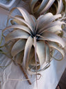 Tillandsia Xerographica L Cms Planta