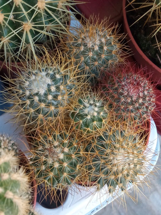 Planta Cactus Mammillaria Ernestii Ø8 Cm_0