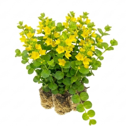 Hierba De La Moneda - Lysimachia Nummularia - 15 Plantas_0