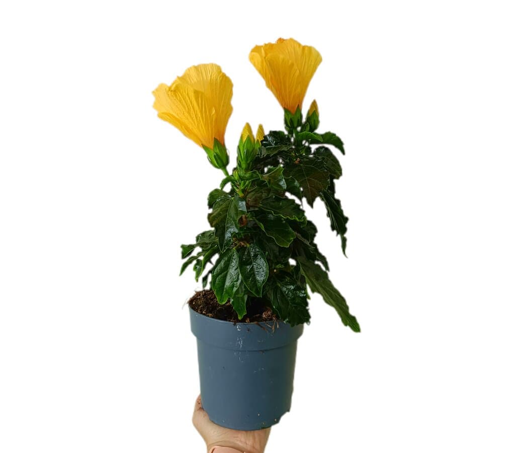 Hibiscus Rosa Sinensis M14_0