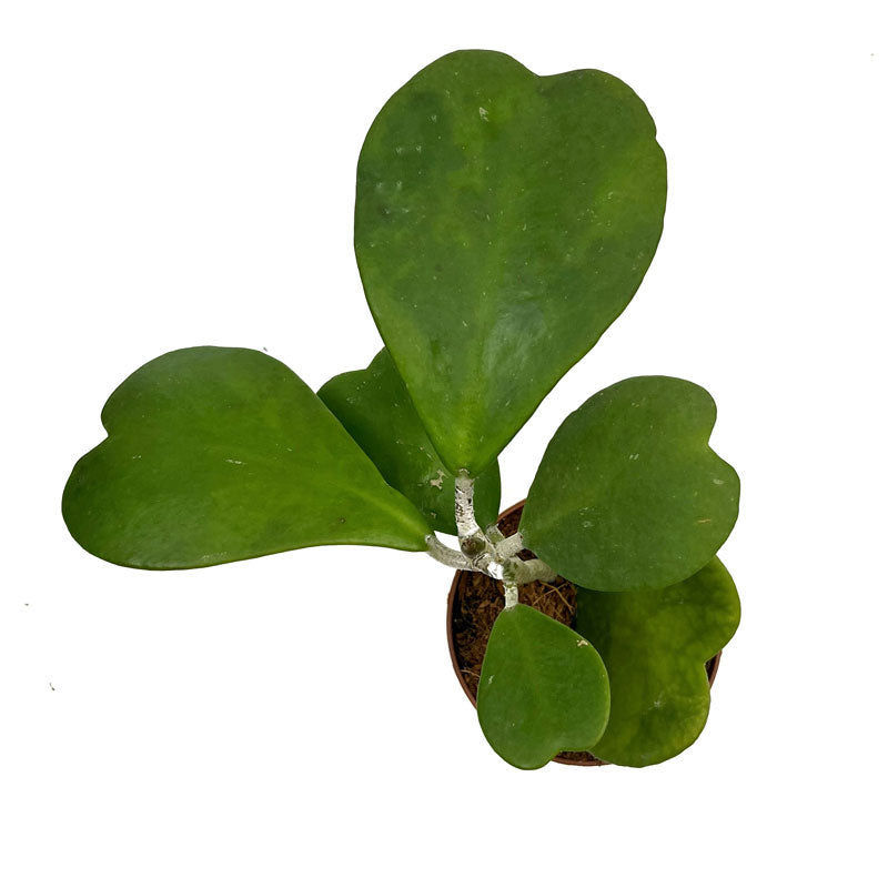 Hoya Kerrii Planta Corazon Cactus Y Suculentas