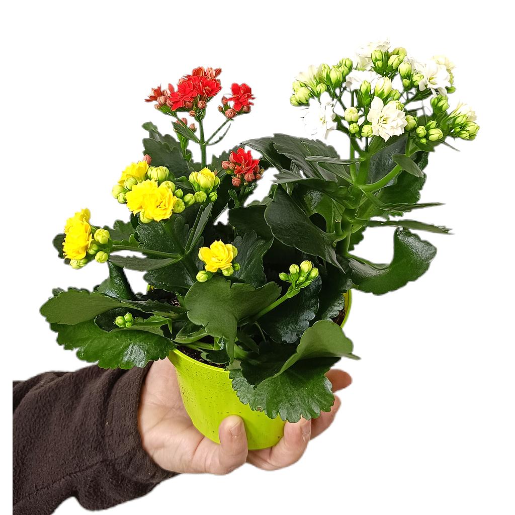 Kalanchoe Blossfeldiano Doble M13_0
