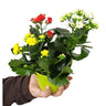 Kalanchoe Blossfeldiano Doble M13