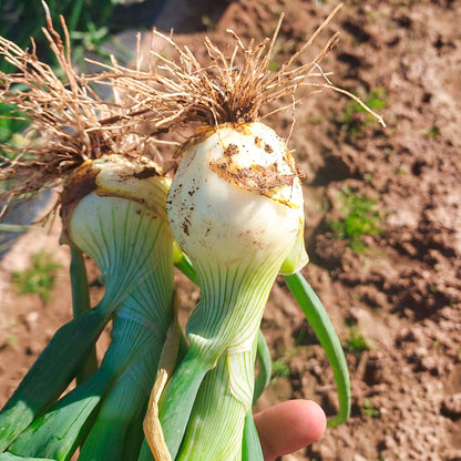 Plantón Cebolla Amarilla Híbrida - Plantabo.