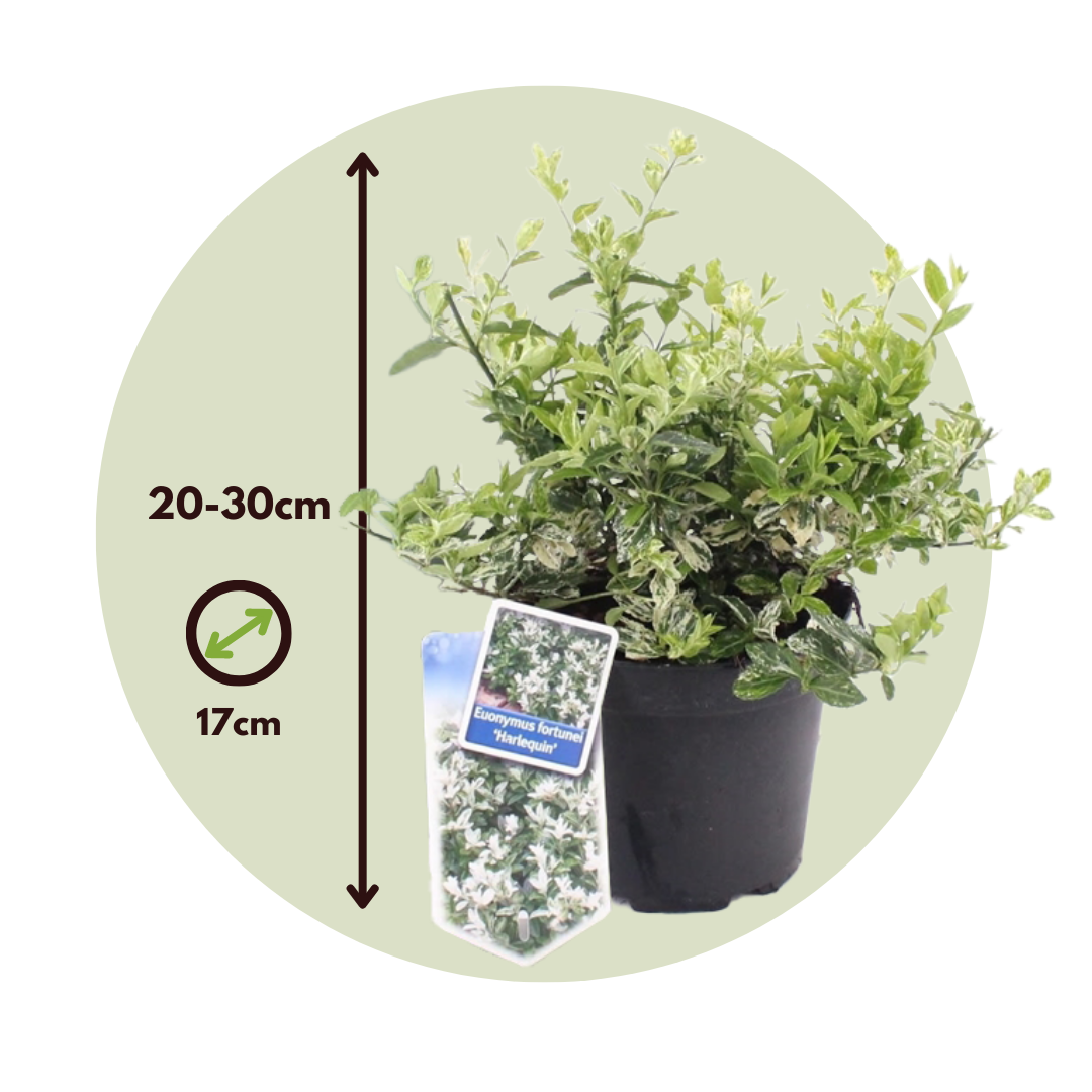 Bonetero - 2 Pzs - Euonymus 'harlequin' - Altura 20-30cm - ⌀17cm_2