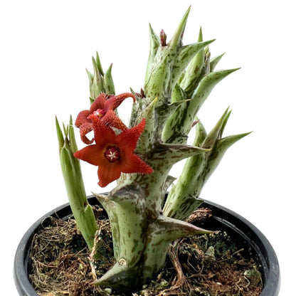 Huernia ‘alice’; Planta Suculenta Con Floración Llamativa, Flor Marrón; Diámetro Maceta 9 Cm_0