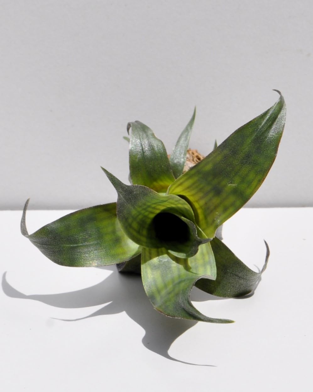 Vriesea gigantea 'Nova' S; bromelia reticulada; Curiosarium; altura 10-12 cm, diámetro 10-12 cm, sin sustrato_1