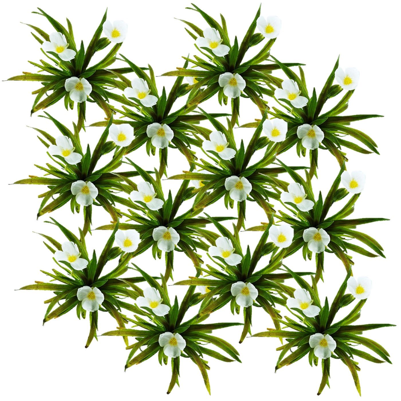 Estratiote Stratiotes Aloides Estanque - 12 Uds Planta Oxigenante Flotante_0