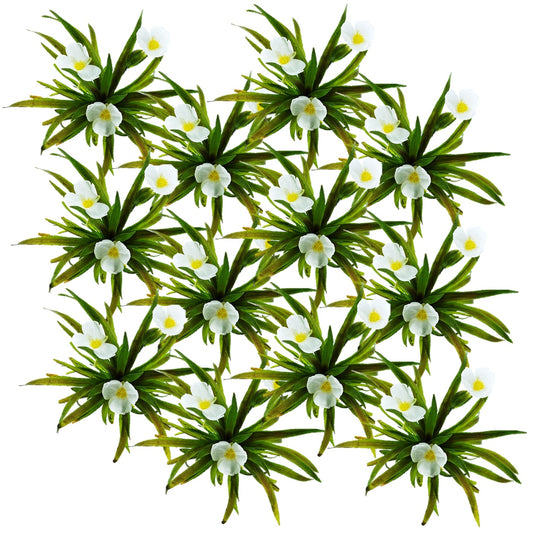 Estratiote Stratiotes Aloides Estanque - 12 Uds Planta Oxigenante Flotante_0