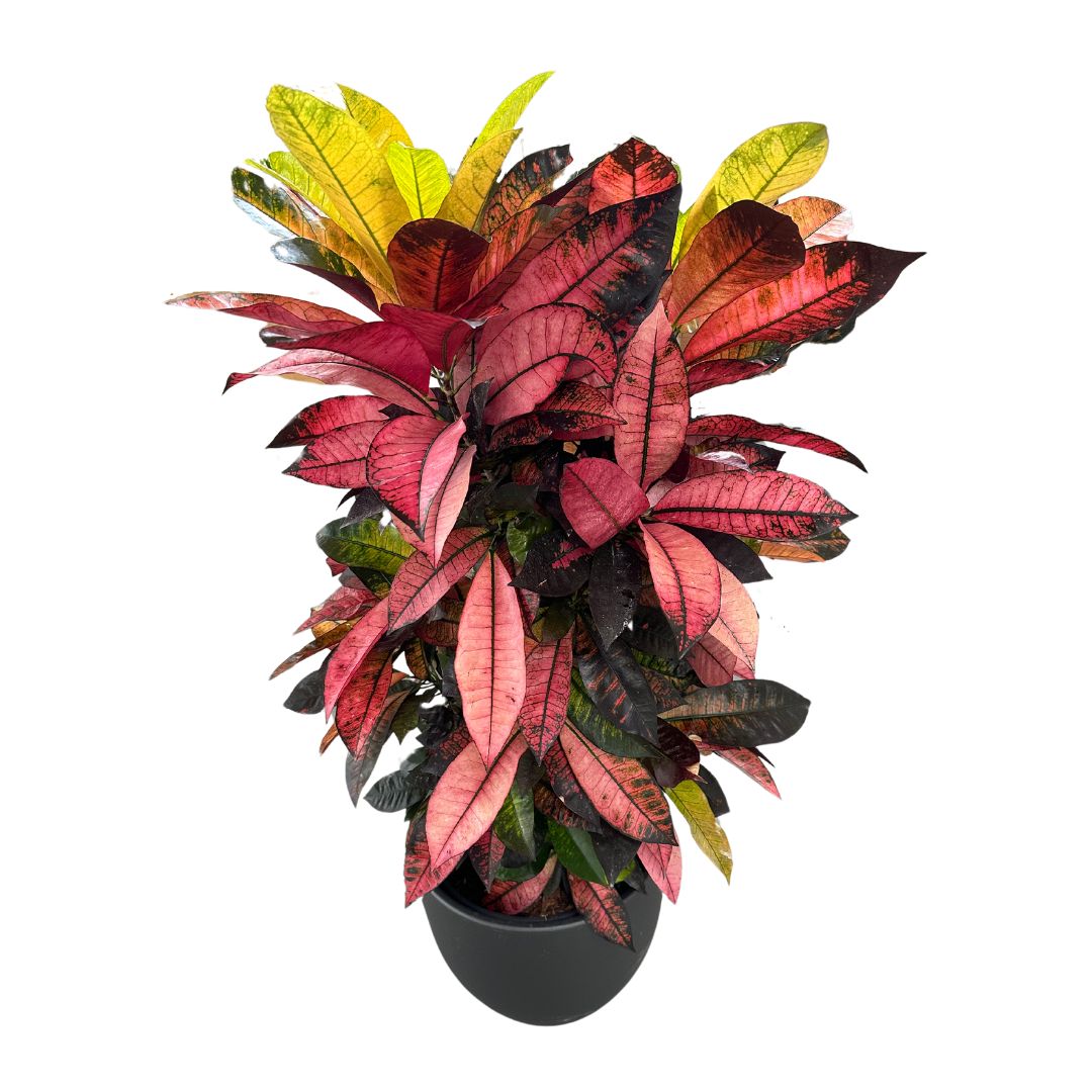 Croton Iceton Branch Mix Para Decoración De Interior Natural Y Diferente Maceta 25cm 45cm Tronco_0