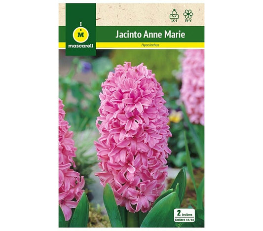Bulbo Jacinto Anne Marie Rosa