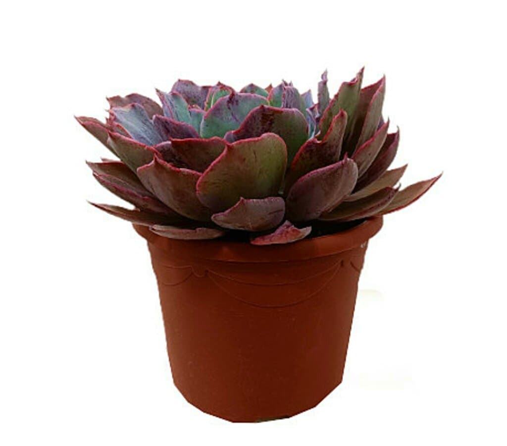 Echeveria Afterglow M25_0