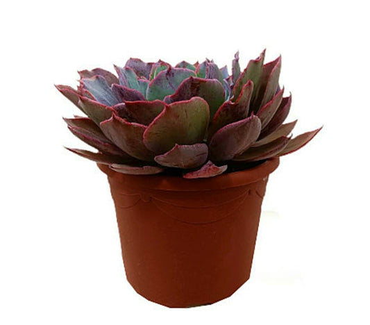 Echeveria Afterglow M25_0