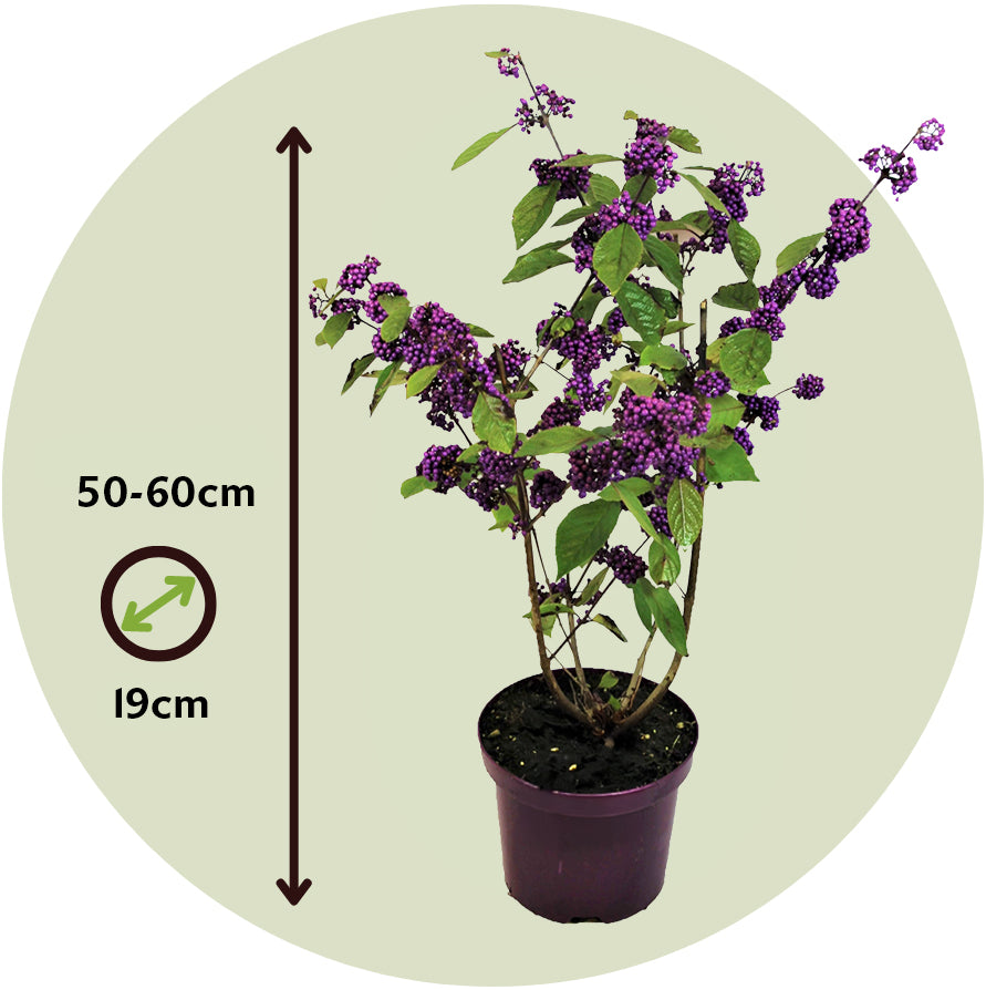 Calicarpa Malva - Callicarpa Bodinieri 'profusion' - Altura 50-60cm - ⌀19cm_2