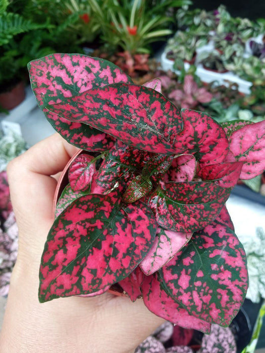 Hypoestes Rojo Planta Color De Interior Terrario Ø8 cm_0