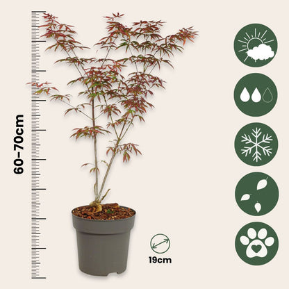 Arce Japonés - 2 Pzs - Acer Palmatum 'starfish' - Altura 60-70cm - ⌀19cm_2