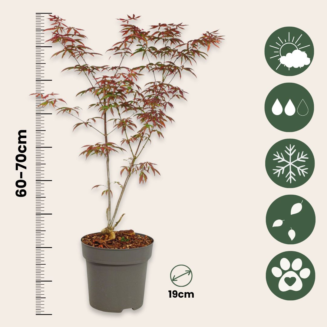 Arce Japonés - Acer Palmatum 'starfish' - Altura 60-70cm - ⌀19cm_2