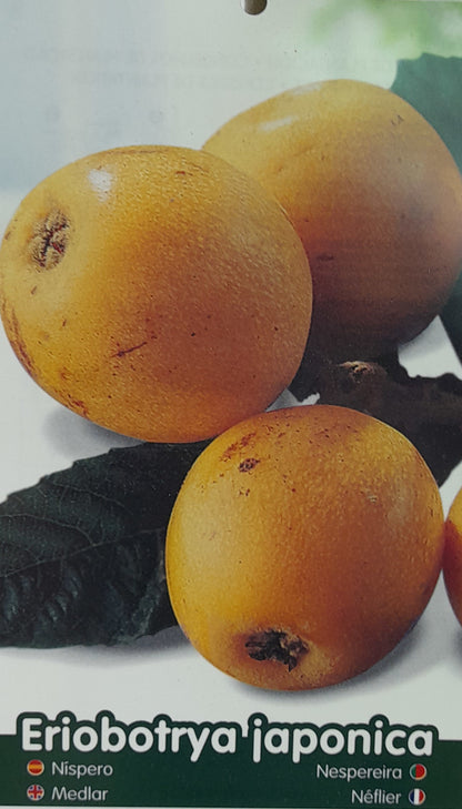 Nispero Argelino M25