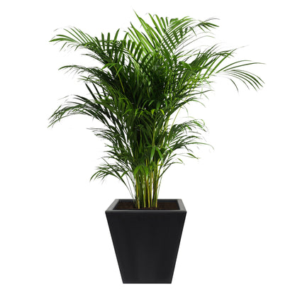 Macetero De Polietileno Por Rotomoldeo Color Antracita 40x40 Cm_2