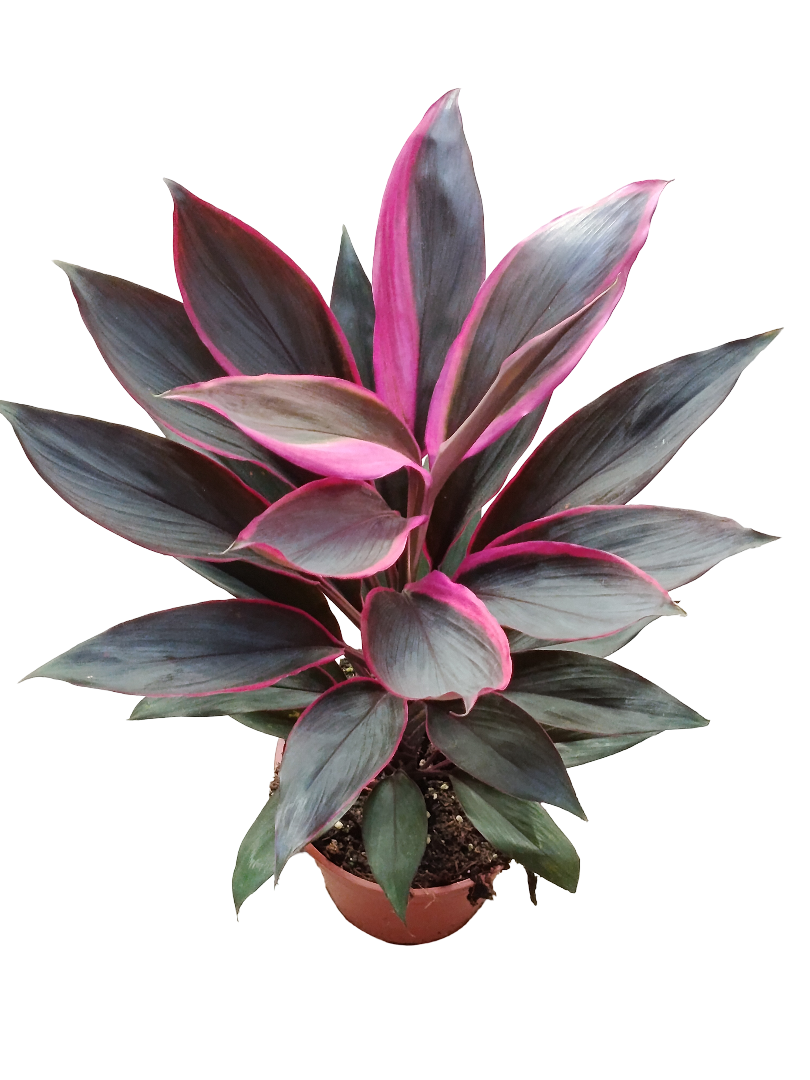 Cordeline Negro Variegata Planta De Interior Ø12 40 Cms_0
