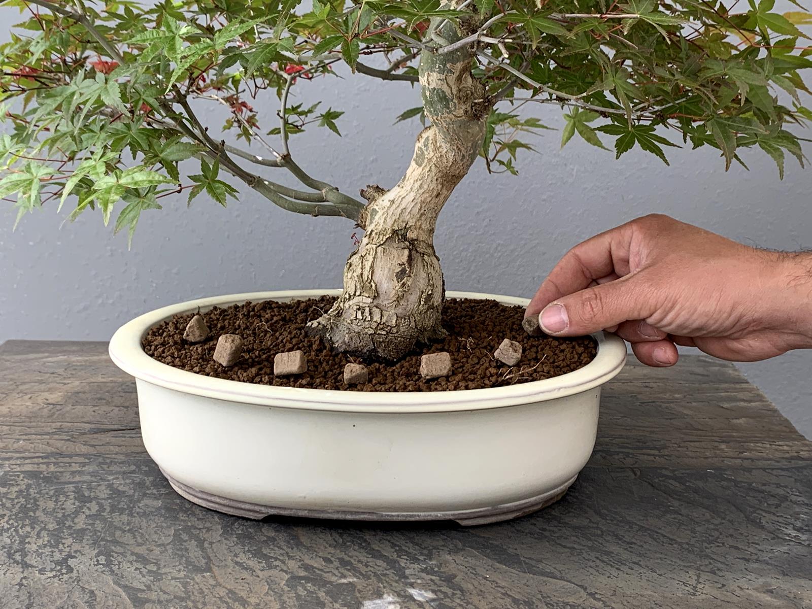 Abono Japonés Especial Para Bonsái Biogold - 900g_3