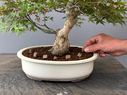 Abono Japonés Especial Para Bonsái Biogold - 900g_3