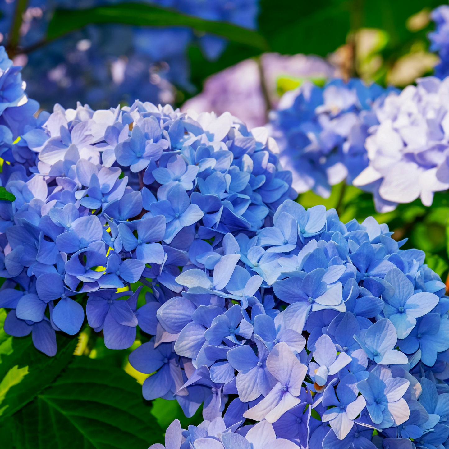 Hortensia - 6 Pzs - Hydrangea Macrophylla - Altura 25-40cm - ⌀9cm
