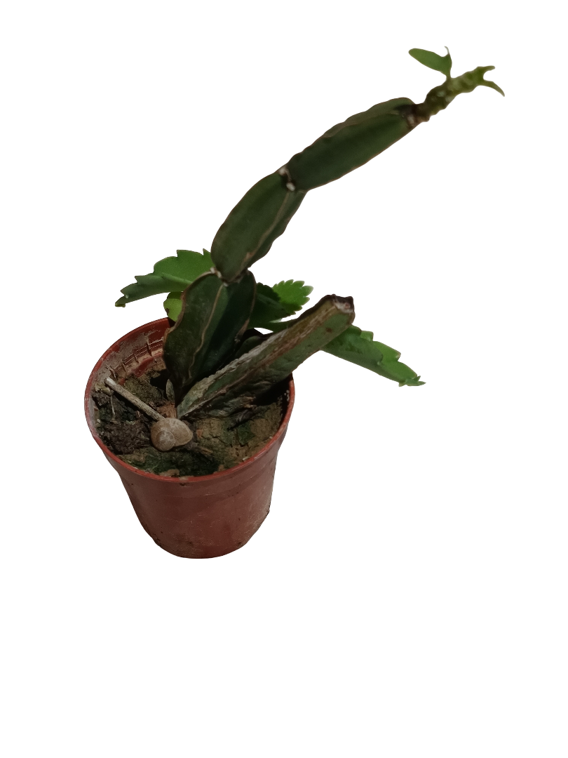 Cissus Quadrangularis Planta Suculenta Colgante Ø5 Cm