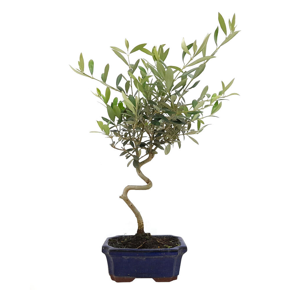 Bonsai Olivo 7 Años Calibre -1 (olea Europea)