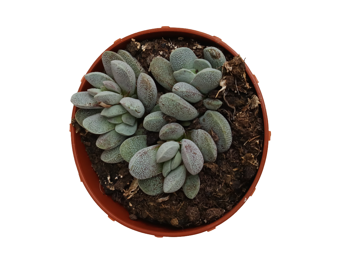 Crassula Tecta Planta Suculenta Ø8