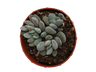 Crassula Tecta Planta Suculenta Ø8