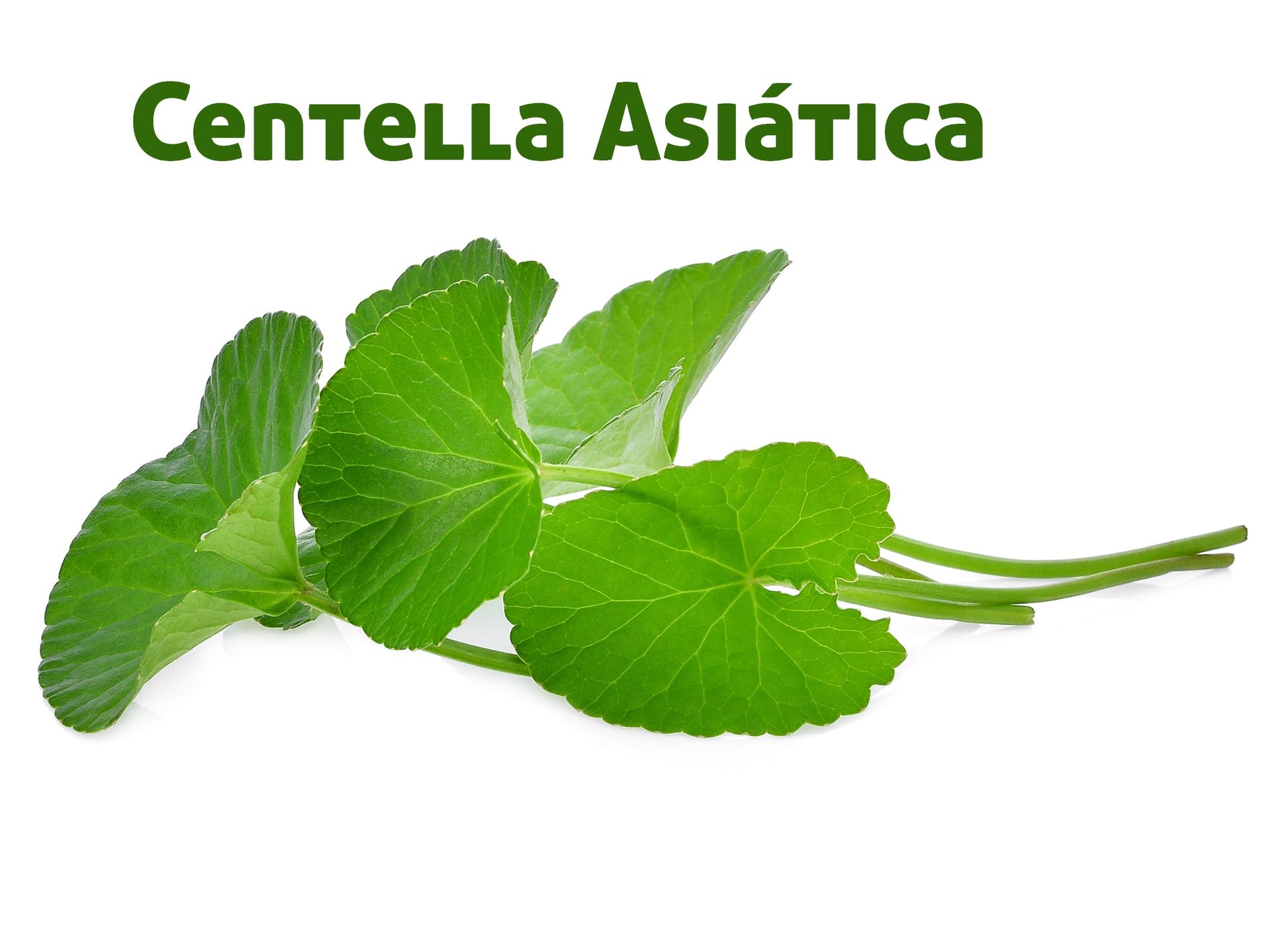 Venotur Piernas Cansadas_4