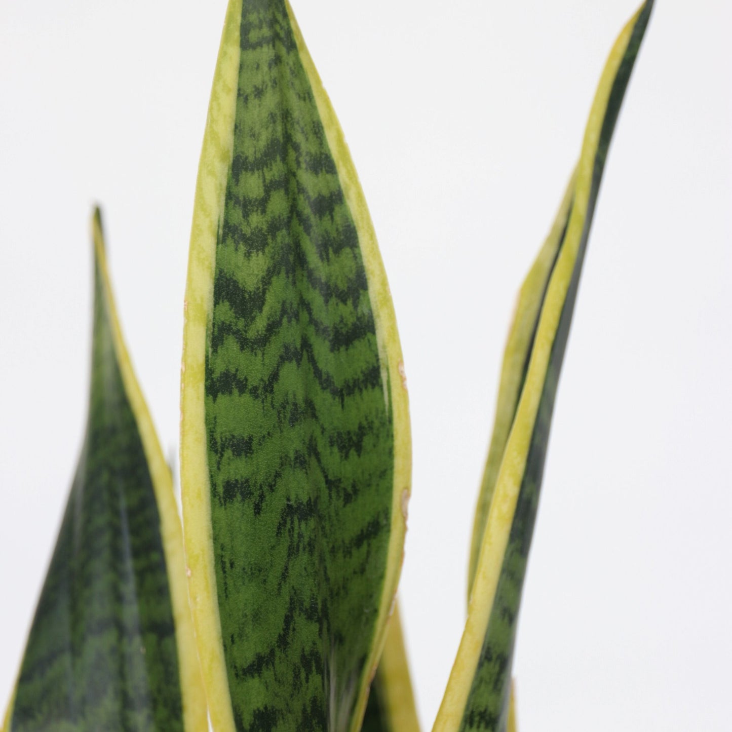 Lengua De Suegra - Sansevieria Trifasciata Laurentii - Altura 40-50cm - ⌀14cm