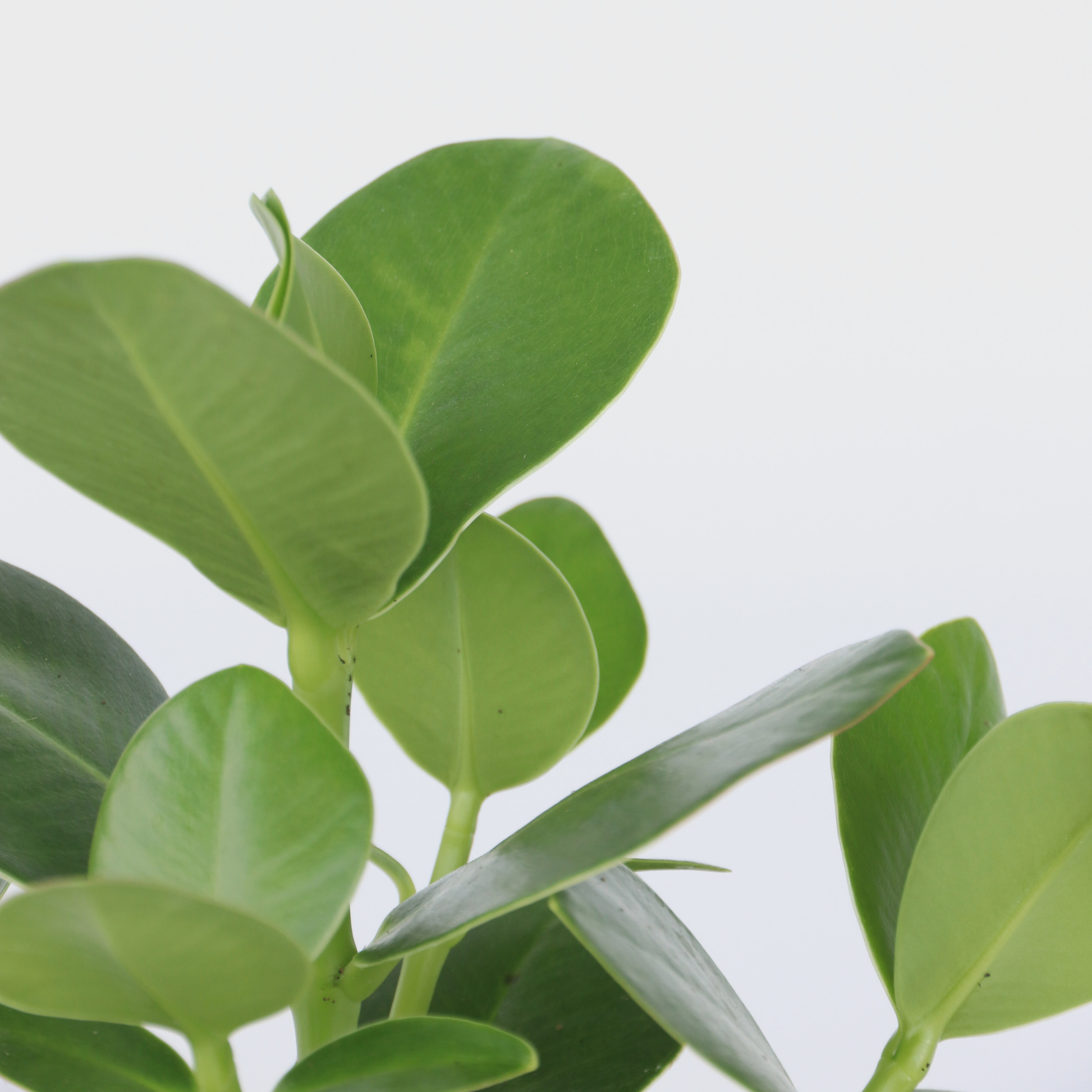 Copey Rosado - 4 Pzs - Clusia Rosea 'princess' - Altura 25-35cm - ⌀12cm