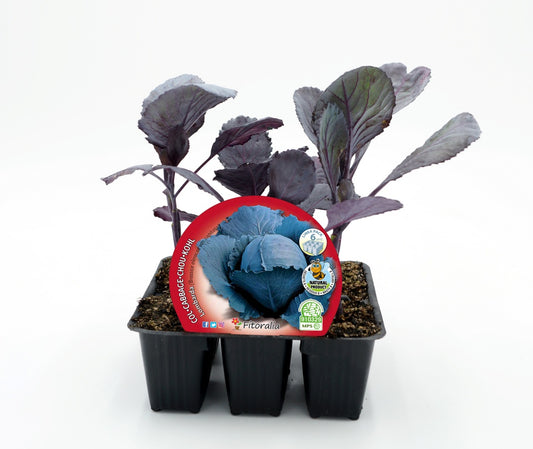 Pack Plantones Col Lombarda 6 Ud. Natural - Fitoralia