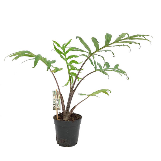 Alocasia Brancifolia Pink Passion M14_0