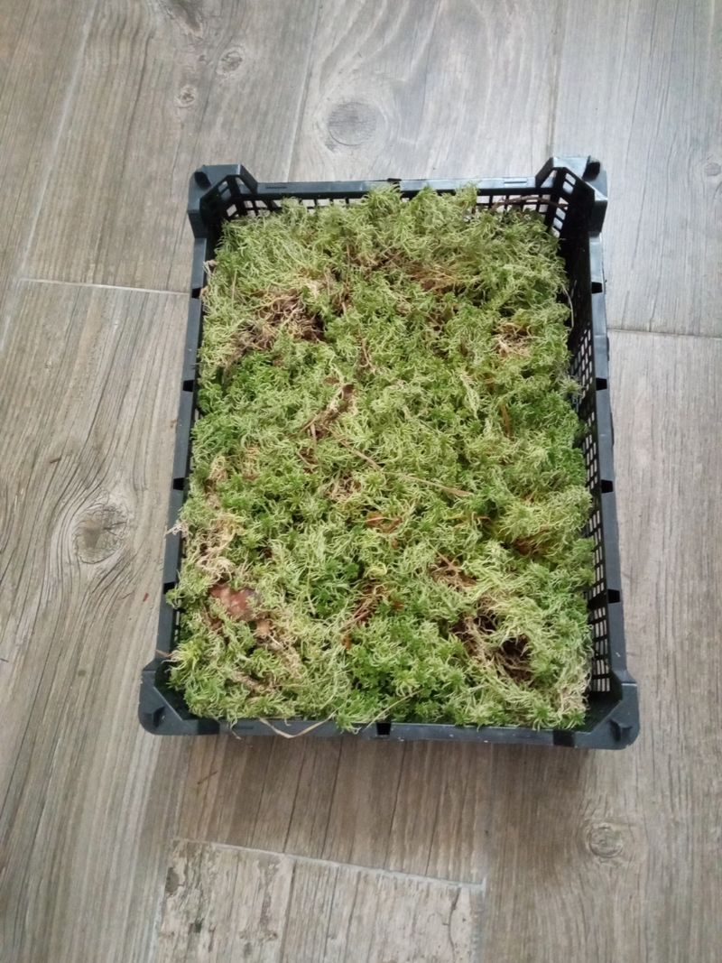 Musgo Spagnum Caja Carnivora Terrario Orquidea_0