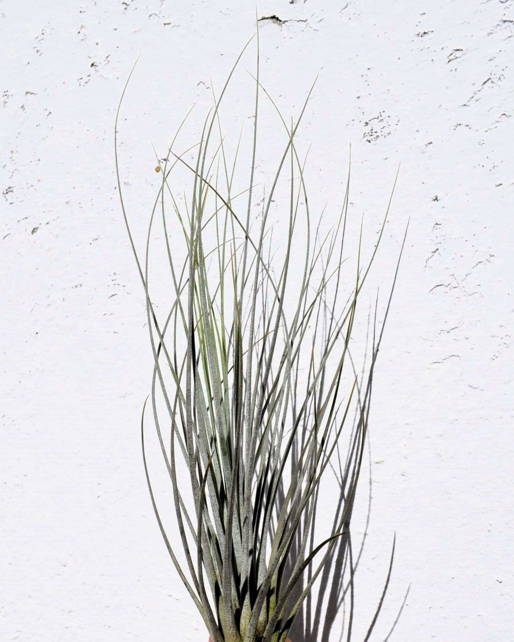 Tillandsia juncea; tilandsia junco, planta del aire plateada; Curiosarium; altura 20-35 cm, diámetro 10-25 cm_5
