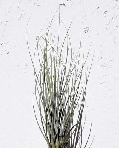Tillandsia juncea; tilandsia junco, planta del aire plateada; Curiosarium; altura 20-35 cm, diámetro 10-25 cm_5