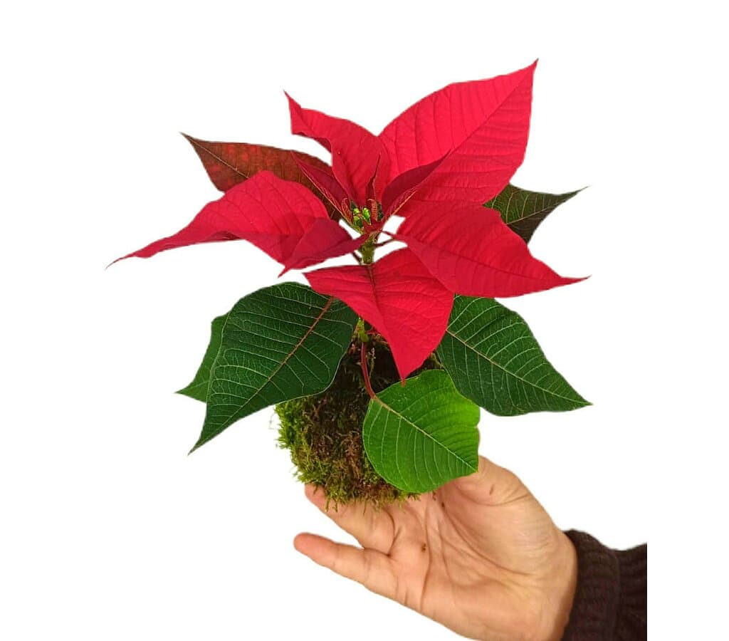 Kokedama De Pascua 20cm_1