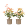 Andromeda Japonica - 2 Pzs - Pieris 'forest Flame' - Altura 25-40cm - ⌀17cm