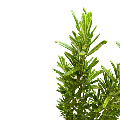 Romero Alto Planta Aromática Y Medicinal (rosmarinus Officinalis) Maceta 14cm_1