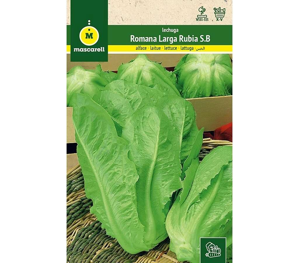 Semillas Lechuga Romana Larga Rubia_0