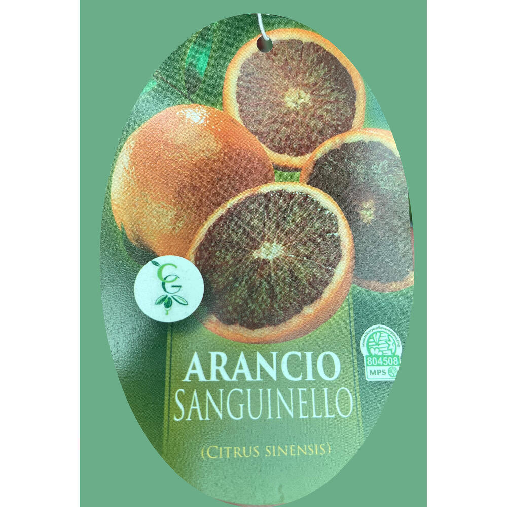 Naranjo Vaniglia Sanguinelli Tb20 160cm_1