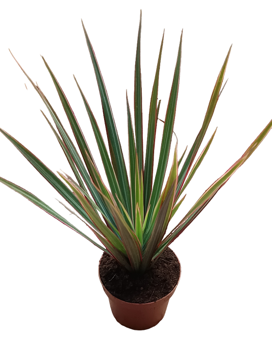 Dracaena Marginata Bicolor Variegata Planta De Interior Purificante Ø12_0