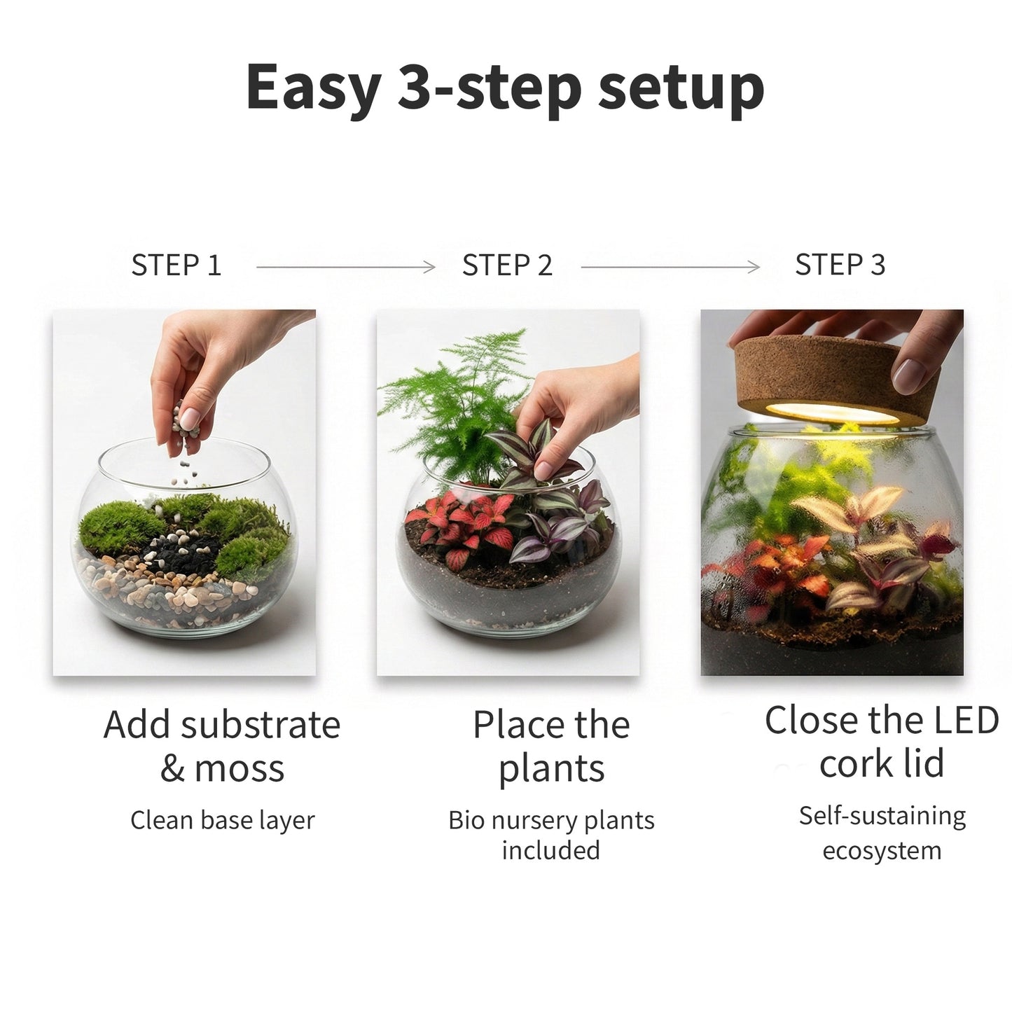 Mini Terrario De Plantas Ø11 Cm - Ecosistema Cerrado En Cristal_5